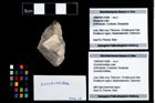 Foto (Objekt + Etikett) von Goniodromitidae indet.  (NHMW-GEO-1990-0041-4388)